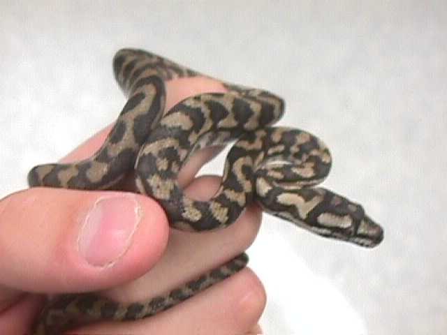 Baby Coastal Carpet In My Hand