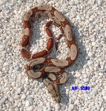A1f