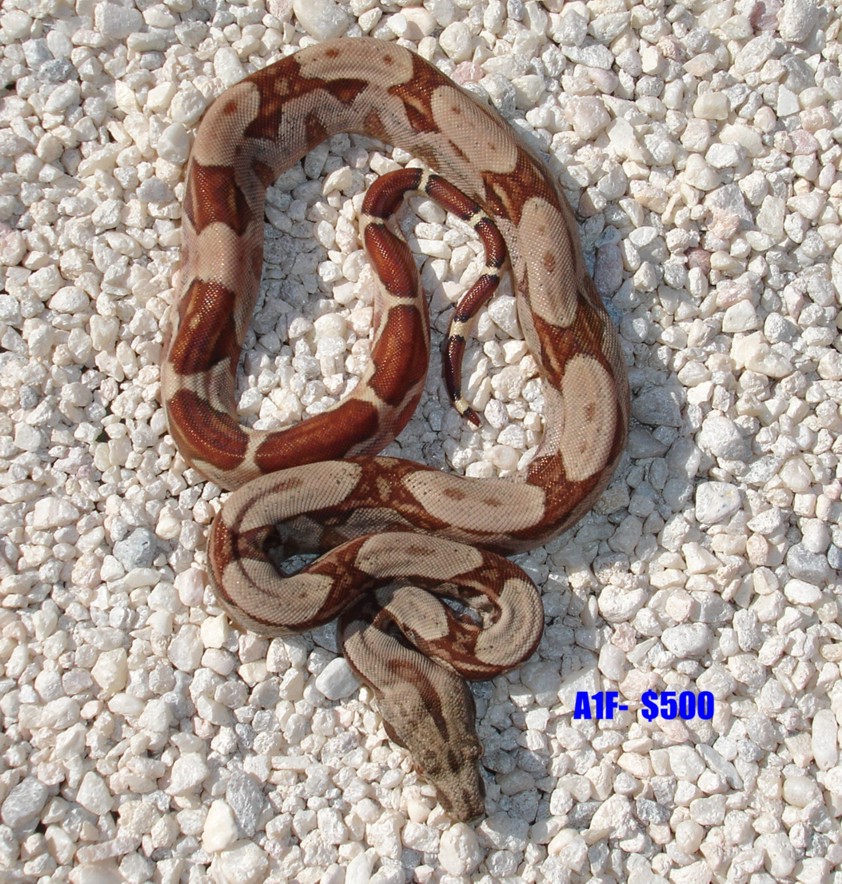 A1f