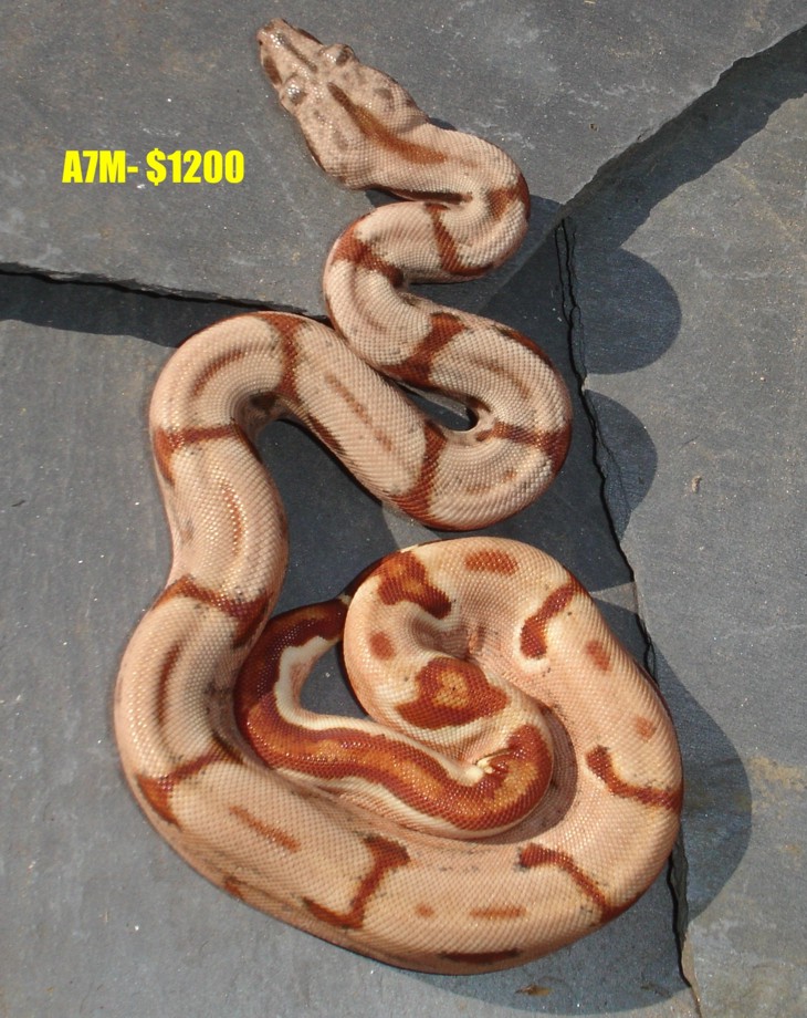 A7