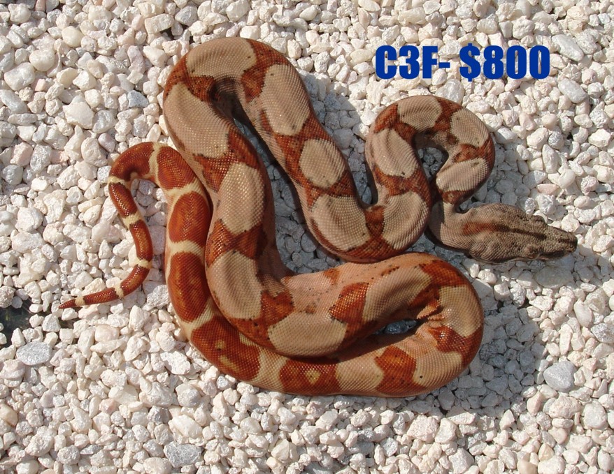 C3f