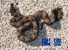 SWA3