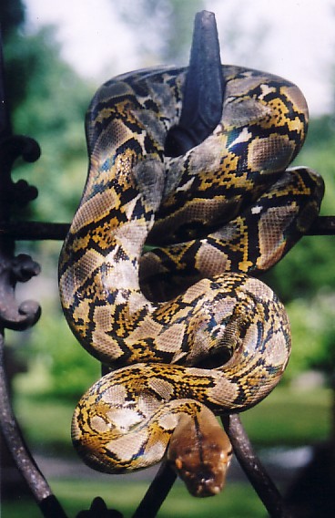 Dwarft-retic