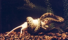 My new yellow-anaconda