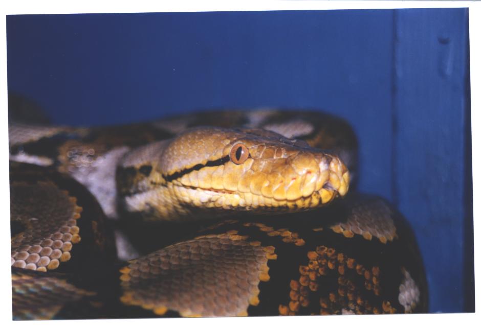 close-up fred