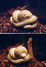 Yellow-Anaconda(lunch-time-01)