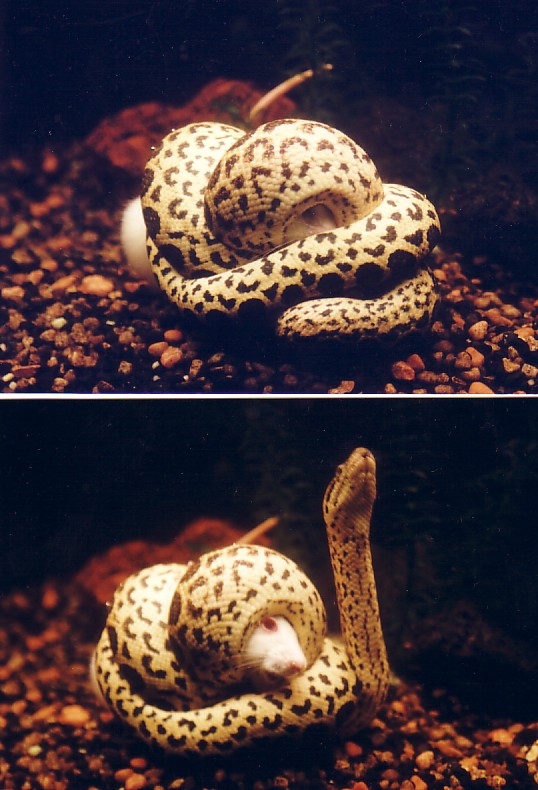 Yellow-Anaconda(lunch-time-01)