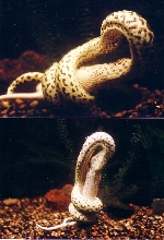 Yellow-Anaconda(Lunch-time-02)