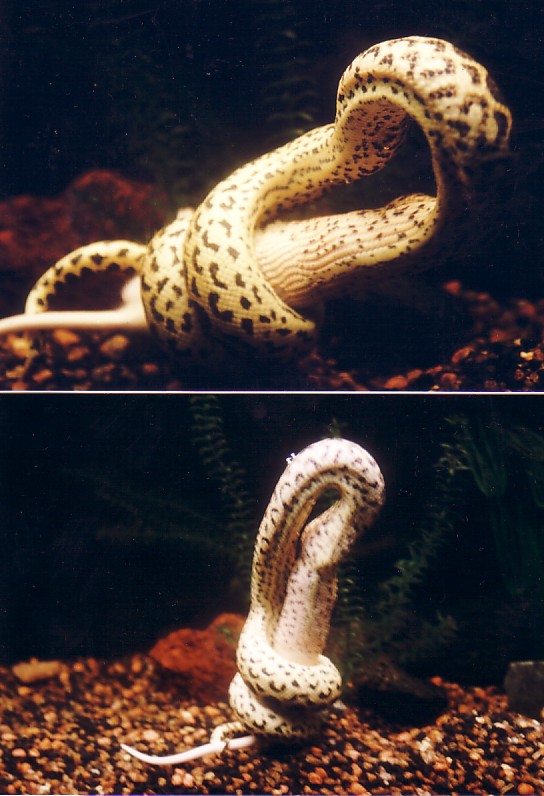 Yellow-Anaconda(Lunch-time-02)