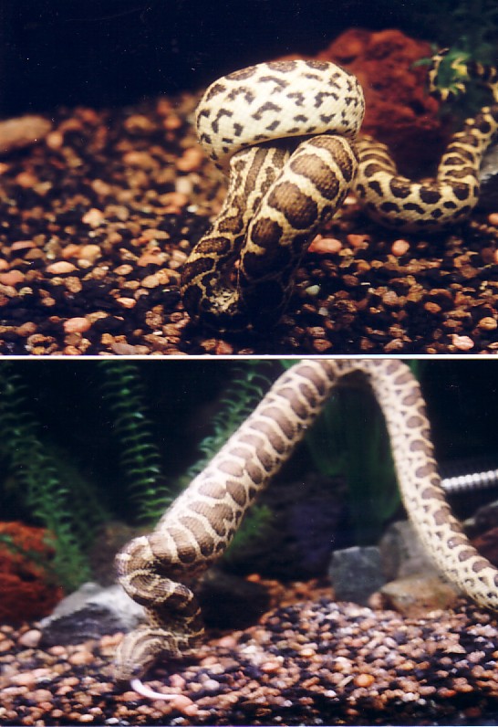 Yellow-Anaconda(Lunch-time-03)