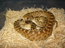 07 Davis Mtn. Bull Male