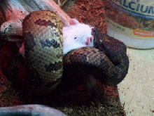 Aspera eats a hopper