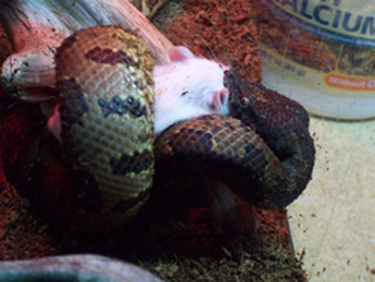 Aspera eats a hopper