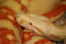Albino Suri 1