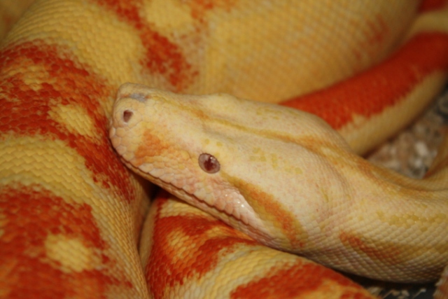 Albino Suri 1