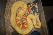 Albino Suri 2
