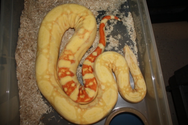 Albino Suri 2