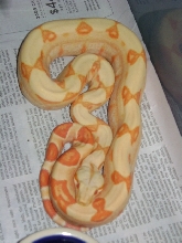 albinosunglow1
