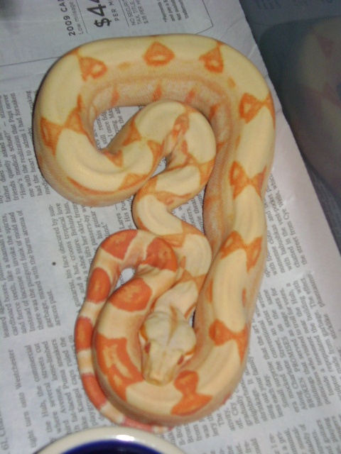 albinosunglow1