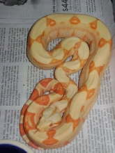 albinosunglow2