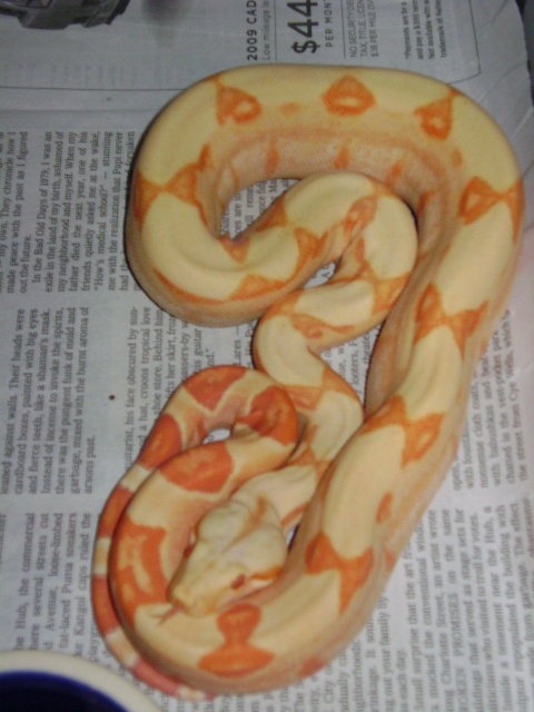albinosunglow2