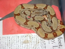 female hypo