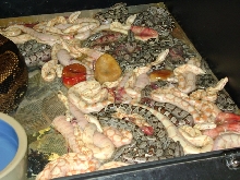 het brth 1