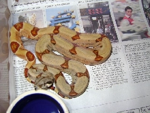 maly hypo
