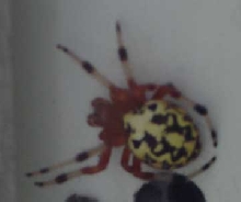 Can anyone identify...