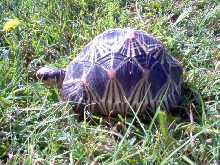 radiated tortoise cb 2004