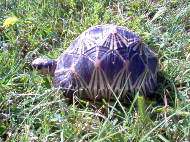 radiated tortoise cb 2004