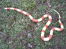 0.1 albino67%anery