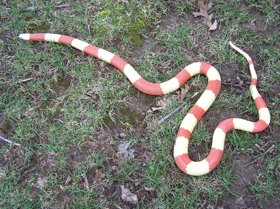 0.1 albino67%anery