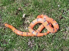 1.0 hypo vanishing
