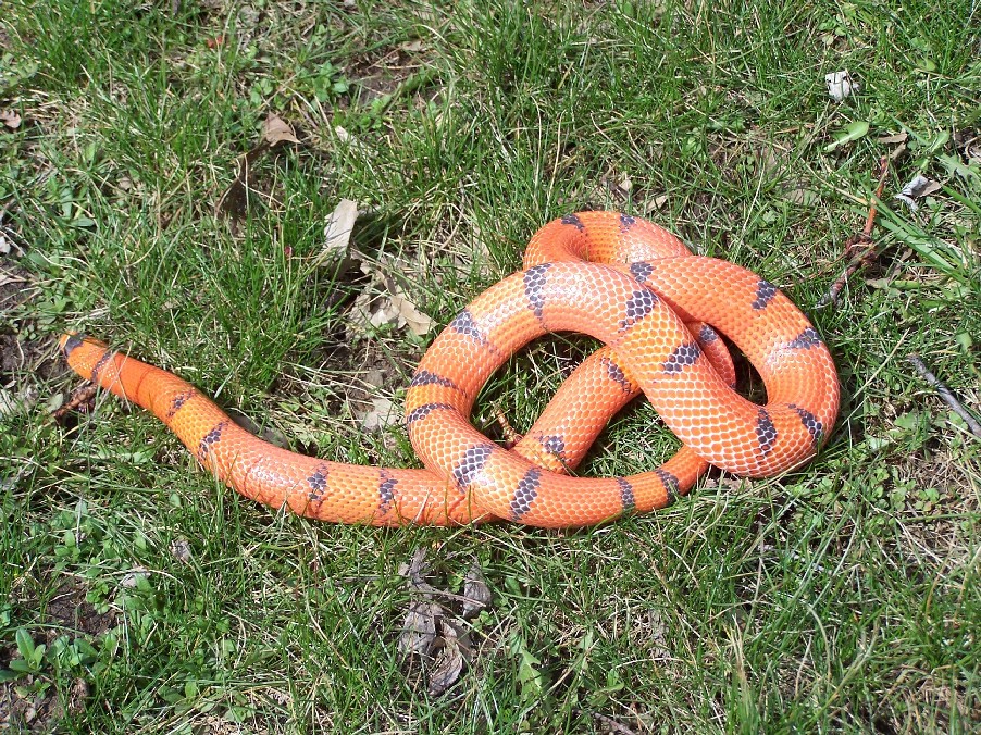 1.0 hypo vanishing