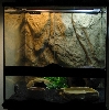 My viv