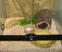 My terrarium