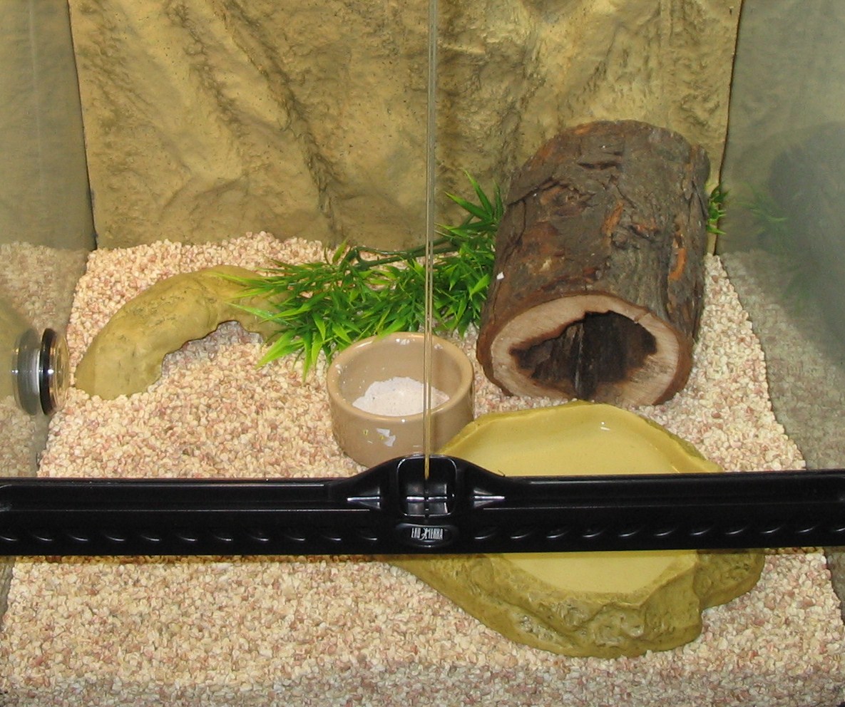 My terrarium