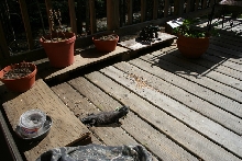 Sunny Day