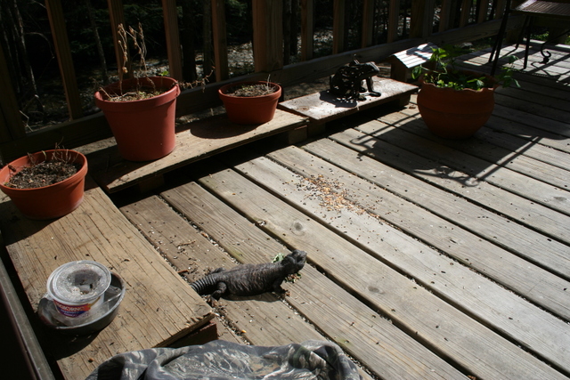 Sunny Day