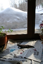 Is It Spring Yet?