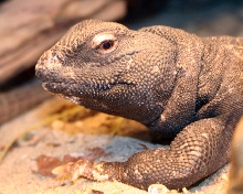 Neck Roll