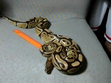 new python