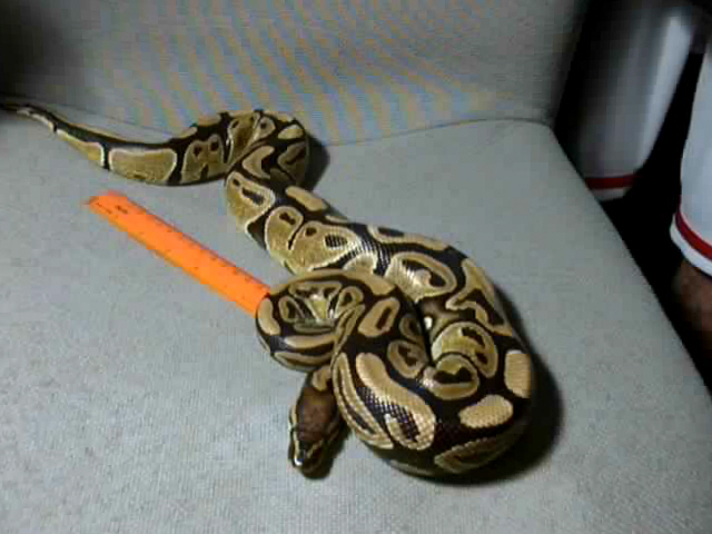 new python