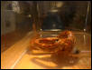 eating