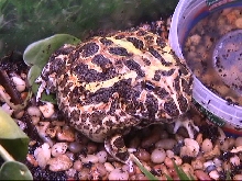 pacmanFrogMouthOctober2007