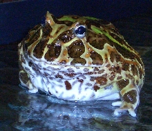 PacmanFrogMouthSept2007