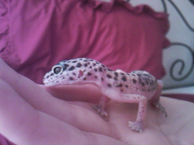 Little buddy