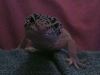 Dorian
