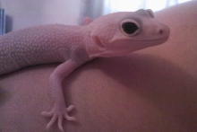 Susie